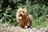 NORWICH TERRIER 077